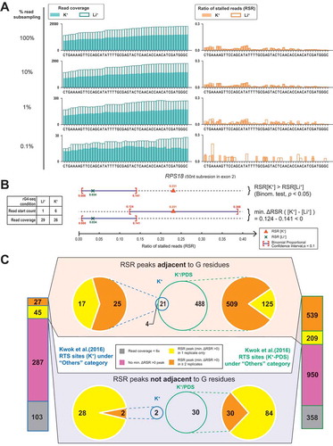 Figure 2. Minimum ΔRSR scheme out-performs binomial test in RTS event detection at lower read coverage. (A) The effects of low read coverage on ratio of stalled reads (RSR) signal simulated by exponential read subsampling, demonstrated by a 50 nt non-rG4-harbouring region on the RPS18 gene. At the original read coverage, an equivalent RSR signal was recorded by rG4-seq at K+ (rG4-stabilizing) and Li+ (rG4-non-stabilizing) conditions without statistically significant differences (binomial test), suggesting that the underlying RT stalling probabilities did not differ between the two conditions. However, the shape of the original RSR signal was distorted and the similarity of RSR signal between the two conditions was lost at reduced read coverage (~300x and ~30x) when under-sampling error affected the RSR measurements. (B) Comparison between the binomial test and proposed minimum ΔRSR metric scheme. A marginal case at low read coverage (~30x) extracted from a non-rG4-harbouring region in rG4-seq dataset is shown. Minimum ΔRSR metric scheme additionally addresses sampling error of RSR[K+] measurement with binomial proportional confidence interval. (C) Re-analysis of previously reported RTS sites under the ‘Others’ category using minimum ΔRSR scheme. RTS sites under the ‘Others’ category are considered false positives and should be minimized in rG4-seq analysis. The minimum ΔRSR scheme out-performed the binomial test in rejecting more ‘Others’ RTS sites and reported less reproducible RSR peaks non-adjacent to G residues. Meanwhile, 21 ‘Others’ RTS sites met all detection criteria and were adjacent to G residues.