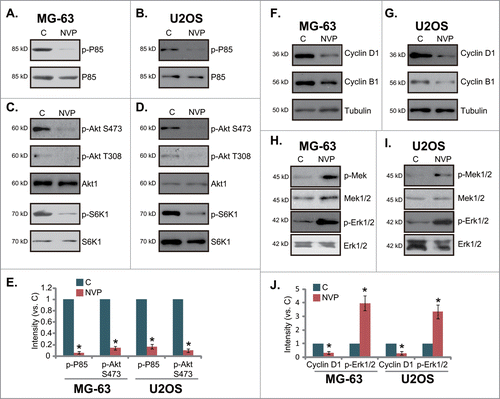 Figure 4. Signaling changes by NVP-BEZ235 in osteosarcoma cells. MG-63 cells or U2OS cells were left untreated (“C”), or stimulated with NVP-BEZ235 (NVP, 200 nM) for 12 hrs, expression of listed proteins was tested by Western blots using corresponding antibodies (A-D, F-I). Phosphorylation of P85 and Akt was quantified and normalized to “C” (E), Phosphorylation of Erk and cyclin D1 expression was similar quantified (J). *P < 0.05 vs. group “C.”