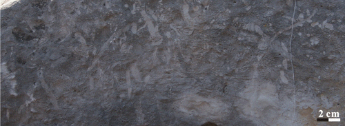 Figure 13. Bioturbation (spotted) structure in the Taiyuan Formation L5 limestone of Jiaozuo area.