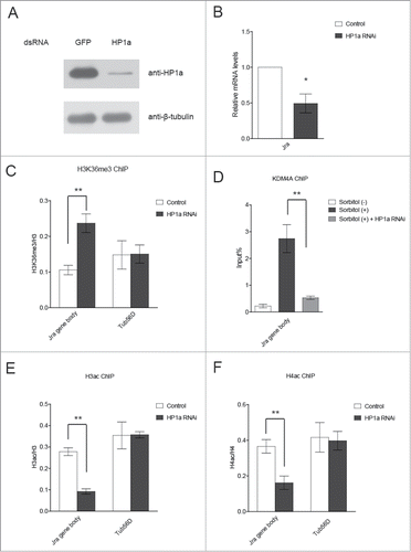 Figure 3 (See previous page). Jra recruits the HP1a/KDM4a complex to its gene body region to reduce H3K36 methylation levels and disrupts H3K36 methylation-dependent histone deacetylation. (A) Western blot assay was performed to verify HP1a knockdown efficiency. (B) HP1a knockdown impairs Jra expression under osmotic stress. S2 cells were first treated with HP1a dsRNA or GFP dsRNA, then with sorbitol to induce osmotic stress. Total RNA prepared from these cells was subjected to qRT-PCR analysis. Three independent experiments were represented as mean ± s.d. *P = 0.0105 (unpaired Student's t-test). (C) HP1a knockdown elevates H3K36me3 levels in Jra gene body region. S2 cells were first treated with HP1a dsRNA or GFP dsRNA, then with sorbitol to induce osmotic stress. These cells were analyzed by ChIP assay using anti-H3K36me3 antibody followed by qRT-PCR. The enrichment of H3K36m3 was normalized to that of histone H3. Three independent experiments were represented as mean ± s.d. **P < 0.01 (unpaired Student's t-test). (D) The recruitment of KDM4A in Jra gene body region is dependent on HP1a. S2 cells stably expressing KDM4A-FLAG were first treated with HP1a dsRNA, then with sorbitol to induce osmotic stress. These cells were analyzed by ChIP assay using anti-FLAG antibody followed by qRT-PCR. Three independent experiments were represented as mean ± s.d. **P < 0.01 (unpaired Student's t-test). (E, F) HP1a knockdown reduces histone acetylation levels in Jra gene body region. S2 cells were first treated with HP1a dsRNA or GFP dsRNA, and then with sorbitol to induce osmotic stress. These cells were analyzed by ChIP assay using anti-H3 acetylation antibody or anti-H4 acetylation antibody, followed by qRT-PCR analysis. The enrichment of H3 acetylation and H4 acetylation was normalized to that of histone H3 and H4 respectively. Three independent experiments were represented as mean ± s.d. **P < 0.01 (unpaired Student's t-test).