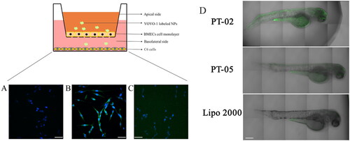 Figure 5. Cellular uptake of 5(A) blank, 5(B) P-02/pGL3 complexes at the N/P ratio of 4, and 5(C) Lipo 2000/pGL3 complexes in C6 cells after crossing the in vitro BBB model presented by CLSM images. The amount of YOYO-1-labeled pGL3 plasmids was 20 μg in each group. DAPI was used to label the nuclei. The scale bar represents 50 μm. And 5(D) CLSM images of zebrafish 24 h after being microinjected with the P-02/pIRES2-EGFP, P-05/pIRES2-EGFP complexes at an N/P ratio of 4 as well as Lipo2000/pIRES2-EGFP complexes. The scale bar represents 200 μm.