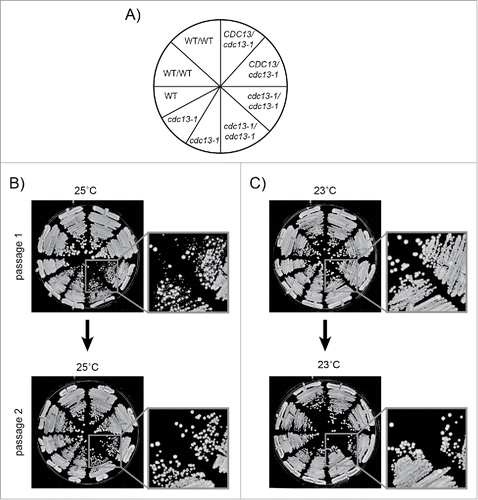 Figure 2. Passaging procedure. Freshly unfrozen strains were patched on YEPD agar plates and incubated at 23°C for 3 days, then passaged at 23°C or 25°C on YEPD agar plates as shown. 5–10 colonies from each genotype were pooled at each passage. Strains were: DDY81, 739, 738, 737, 736, 735, DLY1108, 1195, 3001. A) Genotypes of strains streaked on agar plates. B) Cells passaged for 2 passages at 25°C. C) Cells passaged for 2 passages at 23°C. DDY strains are diploids. DLY strains are haploids.