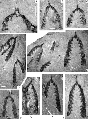 Fig. 6. Darriwilian Didymograptus from the Shihtien Formation in west Yunnan, China. A–H, Didymograptus artus Elles & Wood, A, Juvenile specimen showing the artus-type proximal end, NIGP149240 (BPSD-1-3). B, NIGP149241 (BSSD-3-15). C, NIGP149242 (BSSD-3-19). D, Two slightly distorted specimens on the same slab, NIGP 149243 (upper left), 149244 (BSSD-4-11). E, Two specimens on the same slab, NIGP149245, 149246 (BSSD-4-8). F, NIGP149247 (BSSD-4-14). G, NIGP149248 (BSSD-4-15). H, NIGP149249 (BSSD-4-12). I, Didymograptus spinulosus Perner, NIGP 149250 (BPSD-4-42). All scale bars=1 mm.