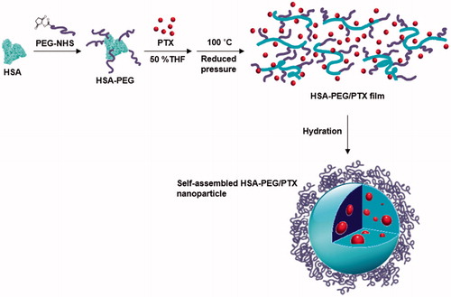 Figure 1. Schematic illustration of the formation of HSA-PEG/PTX nanoparticles.