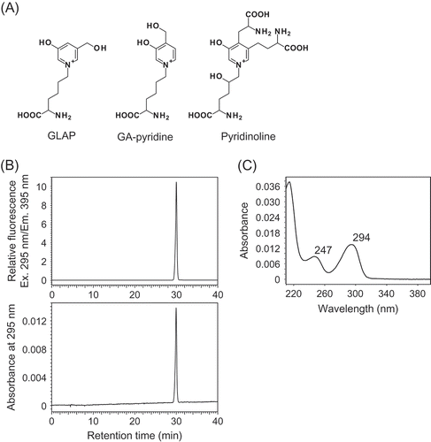 Figure 1. Structure and preparation of Pyr.(A) Chemical structures of GLAP, GA-pyridine and Pyr. (B) Typical HPLC chromatograms of isolated Pyr monitored for fluorescence (Ex/Em, 295 nm/395 nm) and absorbance at 295 nm. The purified Pyr solution was injected onto an analytical C18 column at a flow rate of 0.8 mL/min using a HPLC system. (C) The UV-Vis spectrum of the purified Pyr analyzed by a photodiode array detector.