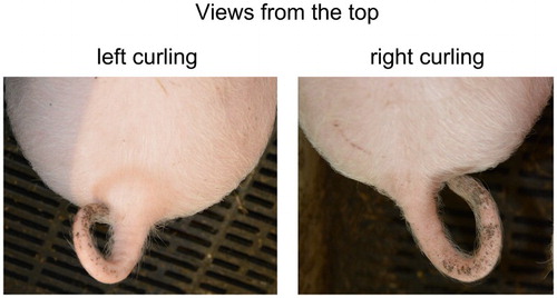 Figure 2. Examples of clear tail curling directions.