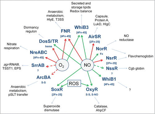 Figure 7. Oxygen- and NO-responsive bacterial transcription factors. The transcription factors with their sensory co-factors (if these are known) are shown in bold type-face. Direct sensing of O2 or NO is indicated by solid arrows; indirect or unknown sensing mechanisms by broken arrows; red arrows indicate that the signal molecule inhibits DNA-binding; green arrows indicate that the signal molecule promotes DNA-binding. Examples of virulence-related processes, toxins, cell-structural components, and proteins that are regulated by the transcription factors are shown in the outer ring.