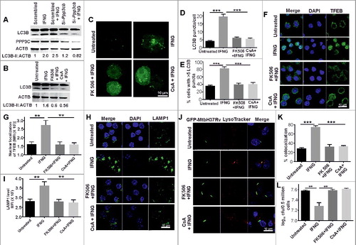 Figure 8. PPP3 plays an important role in IFNG-induced autophagy and mycobacterial clearance. (A) RAW 264.7 macrophages (0.5 × 106) were transiently transfected with Ppp3cb-specific or scrambled siRNAs and then activated them with IFNG and subjected to SDS-PAGE and western blot analysis. (B) The above findings were confirmed using the PPP3 -specific inhibitors cyclosporin A (CsA) and FK506. Densitometry analysis of LC3-II relative to ACTB is shown below the blot in panel A and B. (C) RAW 264.7 macrophages (0.5 × 106) were transiently transfected with GFP-LC3 plasmid and independently treated with cyclosporin A (CsA) (10 µM) and FK506 (5 µM) for 1 h, followed by IFNG for 3 h and viewed under a confocal microscope. Representative confocal microscopy images are shown. The LC3 puncta per cell (D) and the percentage of cells with >5 LC3 puncta (E) were calculated. Similar panel of cells was stained with TFEB (F) and LAMP1 (H), and the nuclear localization of TFEB (G and fluorescence intensity of LAMP1 (I) were determined using ImageJ software. (J) RAW 264.7 macrophages (0.5 × 106) were infected with GFP-Mtb H37Rv (1:5 MOI) for 3 h, followed by treatments with IFNG, CsA and FK506 as described and observed using a confocal laser scanning microscope. The figure shows representative images of the colocalization of Mtb (green channel) and LysoTracker Red (red channel). (K) Percentage of Mtb-containing autophagosomes colocalizing with lysosomes stained with LysoTracker Red (per 100 cells). (L) The same panel of cells were lysed in 0.06% SDS after 24 h of infection and plated on 7H11 to calculate CFUs. Data in panels D, E, G, I, K and L are mean±SEM from 3 independent experiments. ** indicates a P value < 0.01, and *** indicates a P value < 0.001.