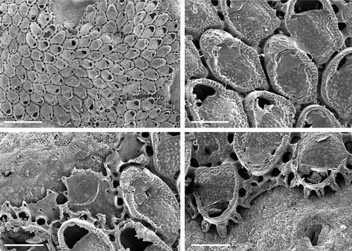 Figure 11. Mollia circumcincta. (a) Colony. (b) Maternal zooids. (c) Calcified ridge on the interior basal wall of a zooid; note the pores in the basal wall, indicating the position of calcified basal attchment tubes. (d) Zooids at the colony growth margin showing the formation of the connecting tubules. Scale: (a) 1 mm; (b–d) 200 µm.