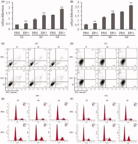 Figure 1. Effects of EPO on EPC and ST2. (A) Proliferation rate of EPC. (B) Proliferation rate of ST2. (C) Cell apoptosis of EPC. (D) Cell apoptosis of ST2. (E) Cell cycle of EPC. (F) Cell cycle of ST2. “**” means p < .01.