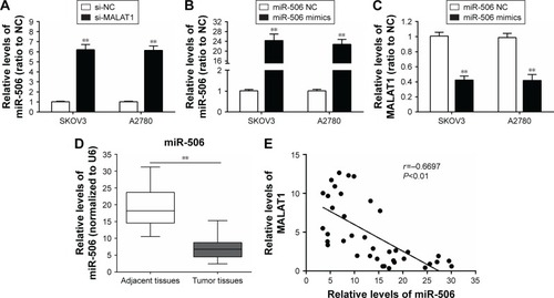 Figure 3 miR-506 expression was downregulated in ovarian cancer tissues and negatively correlated with lncRNA-MALAT1.