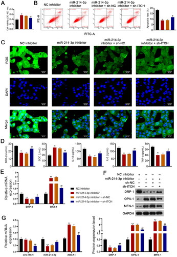 Figure 8. Circ-ITCH alleviates mitochondrial dysfunction of lipopolysaccharide (LPS)-stimulated HK-2 cells by targeting miR-214-3p/ABCA1 axis. (A) CCK-8 assay was used to detect cell viability. (B) Flow cytometry was used to identify cell apoptosis. (C) H2DCFDA probe was used to detect the reactive oxygen species (ROS) level in cells (scale bar = 25 µm). (D) Levels of malondialdehyde (MDA), superoxide dismutase (SOD), interleukin (IL)-1β, IL-6, and tumor necrosis factor (TNF)-α in cells were detected by corresponding ELISA kits. (E) RT-qPCR was used to determine the relative expression of DRP-1 and OPA-1 in cells. (F) Western blotting was used to measure the expression of DRP-1, OPA-1, and MFN-1 in cells. (G) LPS-stimulated HK-2 cells were transfected with miR-214-3p inhibitor or/and sh-ITCH. **p < 0.01 vs. NC inhibitor; #p < 0.05, ##p < 0.01 vs. miR-214-3p inhibitor + sh-NC.