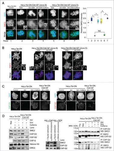 Figure 3. Loss of axial condensin localization in damaged Cdk1AF cells. (A) Synchronised HeLa Tet-ON, HeLa Tet-ON Cdk1AF cells clone B and clone D were treated as described in Figure 1B. As controls, damaged HeLa Tet-ON Cdk1AF cells clone B and clone D were also treated with Caffeine. These cells, trapped in mitosis using nocodazole, were harvested, hypotonically-swollen, fixed with ice cold methanol-acetone (1:1) and stained for the condensin subunit SMC2 (green), with chromosomes counterstained with DAPI. Representative images are shown. Scale bar represents 5 μm. Insert shows zoom-in of individual chromosomes. SMC2 intensity in the nuclei was quantitated using the threshold signal in DAPI staining to define the nuclear periphery (Materials and Methods). Box plots show the ratio of SMC2 to DAPI intensity (relative intensity) in the right panel. Error bars represent 95% confidence intervals (CI), n = 20, *indicates p < 0 .001; NS indicates no significant difference. (B) Synchronised HeLa Tet-ON, HeLa Tet-ON Cdk1AF cells clone B and clone D were treated as described in Figure 3A. Cells were collected and fixed with methanol: acetic acid (3:1) (Materials and Methods). Chromosome spreads were stained with SMC2 (red) with DNA mounted with DAPI (blue). Representative images are shown. Scale bar represents 5 μm. Insert shows zoom-in of individual chromosomes. (C) Synchronised HeLa Tet-ON, HeLa Tet-ON Cdk1AF clone D cells were treated as described in Figure 3A. Cells were stained for CAP-D2 (green), CAP-G2 (red) and DNA (DAPI). Representative images are shown. Scale bar represents 5 μm. Insert shows zoom-in of individual chromosomes. (D) Synchronised HeLa Tet-ON and HeLa Tet-ON Cdk1AF cells were treated as described in Figure 1B and trapped in mitosis using nocodazole. Mitotic chromosomes from nocodazole-trapped cells were isolated and subjected to SDS-PAGE. The levels of SMC2, CAP-D2, CAP-G2, CAP-G, Histone H3 and ORC2 are shown in the left panel. Levels of SMC2, CAP-D2 and CAP-G2 in whole nuclear extracts (containing both nucleoplasmic and chromosomal materials) with the mitotic chromosomes from damaged HeLa Tet-ON cells treated with caffeine and damaged HeLa Tet-ON Cdk1AF cells treated with DOX are shown in the middle panel. Synchronised HeLa Tet-ON and HeLa Tet-ON Cdk1AF cells were treated as described in Figure 1B, trapped with nocodazole and harvested by mitotic shake-off 12 h after adriamycin treatment. Whole cell lysates were prepared and immunoprecipitated (IP) with anti-CAP-D2, or anti-SMC2 or anti-CAP-G2 antibodies respectively. The immuno-complexes were resolved by SDS-PAGE and Western blotting were performed to detect SMC2, CAP-D2, and CAP-G2 respectively (right panel).