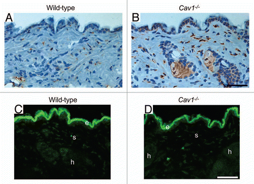 Figure 4 Cav-1-/- mice exhibit a net change in collagen synthesis. (A and B) Prolyl-4-hydroxylase (P4HB) expression in the skin from wild-type (A) and Cav-1-/- (B) mice. P4HB is a key enzyme in collagen biosynthesis that catalyzes the 4-hydroxylation of prolyl residues. Immuno-staining indicates positive labeling of the cells expressing P4HB. Representative images are shown from three animals per group. Note that the dermis of Cav-1-/- mice contains an increased number of P4HB positive cells. In addition, the P4HB positive cells in Cav-1-/- mice exhibited a marked increased expression of this enzyme. (C and D) In situ collagenase activity was determined using DQ-collagen type I, as substrate in skin from wild-type (B) and Cav-1-/- mice (C). Multiple cryostat sections of the skin from these animals were incubated overnight with DQ-Collagen type I, dissolved in LGT-agarose. Fluorescence due to collagenase activity (green) was found in the epidermis (e), stromal cells of the dermis (s) and in hair follicles (h). Note that we observed similar collagenase activity in the skin from both wild-type and Cav-1-/- mice. Take together, this data suggest that the skin from Cav-1-/- mice may displays a net increase in collagen synthesis and/or accumulation. Scale bar = 50 microns.
