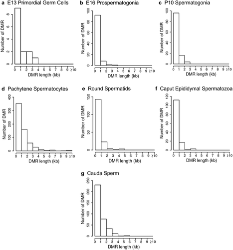 Figure 4. DMR length. The number of DMR at different DMR lengths in kilobases (kb). (a) E13 primordial germ cells. (b) E16 prospermatogonia. (c) P10 spermatogonia. (d) Pachytene spermatocytes. (e) Round spermatids. (f) Caput epididymal spermatozoa. (g) Cauda sperm.