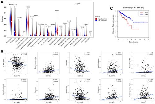 Figure 5 Relationship between immune cell infiltration and glycolytic activity. (A) Violin plot showed the degree of enrichment of tumor-infiltrating immune cell subtypes between the low- and high-glycolysis groups. (B) Spearman correlation test was used to analyze the correlation between SLC16A3 expression and immune cell enrichment score. The Spearman correlation coefficients between SLC16A3 expression and naïve B cells, resting dendritic cells, eosinophils, M1 macrophages, M2 macrophages, activated mast cells, monocytes, plasma cells, CD8+ T cells, and regulatory T cells (Tregs) were remarkable. (C) Kaplan-Meier analysis showed that the group with highly enriched M2 macrophages had poorer disease-free survival rates.