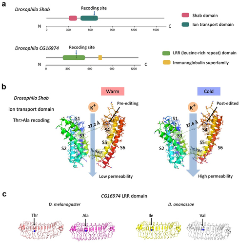 Figure 5. Protein domain and structure and the potential effect of RNA recoding events. (a) Protein domains of Drosophila Shab and CG16974. The locations of the recoding sites were labelled. (b) Domain structures of Drosophila Shab. The pre-editing and post-edited isoforms were displayed separately. Hydrogen bonds were shown. Editing site was pinpointed in the plot. The subunits (including S1~S6 and a linker region) were labeled according to reference [Citation45]. (c) Domain structures of Drosophila CG16974. The pre-editing and post-edited structures were displayed separately. The recoded AAs were labelled in blue.