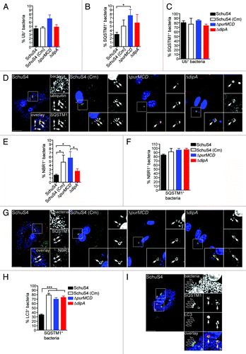 Figure 5. Detection of intracellular Francisella by the macrophage ubiquitin system, SQSTM1 and NBR1. (A and B) Quantification of (A) ubiquitin- and (B) SQSTM1-decorated bacteria at 16 h p.i. in BMMs. At least 100 bacteria per experiment were scored for colocalization with each marker in each condition. Data are means ± SD from three independent experiments. (*p < 0.05, 1-way ANOVA, Tukey’s post-test). (C) Quantification of ubiquitinated bacteria colocalizing with SQSTM1. BMMs were infected for 16 h and processed for immunofluorescence labeling of ubiquitin and SQSTM1, followed by DAPI staining. At least 30 ubiquitin-positive bacteria per experiment were scored for SQSTM1 recruitment in each condition. Data are means ± SD from three independent experiments. (D) Representative confocal images of BMMs infected for 16 h with either SchuS4, or its derivatives. Samples were processed for immunofluorescence labeling of ubiquitinated proteins (red), SQSTM1 (green) and stained with DAPI to label DNA and intracellular bacteria (blue). Magnified insets show single channel images of the boxed areas. White arrows indicate ubiquitin-positive, p62-positive bacteria. Scale bars: 10 or 2 μm. (E) Quantification of NBR1-decorated bacteria at 16 h p.i. in BMMs. At least 100 bacteria per experiment were scored for NBR1 recruitment in each condition. Data are means ± SD from three independent experiments. (*p < 0.05, 1-way ANOVA, Tukey’s post-test). (F) Quantification of SQSTM1-positive bacteria that recruit NBR1. BMMs were infected for 16 h and processed for immunofluorescence labeling of SQSTM1 and NBR1, followed by DAPI staining. At least 30 ubiquitin-positive bacteria per experiment were scored for SQSTM1 recruitment in each condition. Data are means ± SD from three independent experiments. (G) Representative confocal images of BMMs infected for 16 h with either SchuS4, or its derivatives. Samples were processed for immunofluorescence labeling of SQSTM1 (green), NBR1 (red) and stained with DAPI to label DNA and intracellular bacteria (blue). Magnified insets show single channel images of the boxed areas. White arrows indicate SQSTM1-positive, NBR1-positive bacteria. Scale bars: 10 or 2 μm. (H) Quantification of LC3-recruitment to SQSTM1-positive bacteria at 16 h p.i. in BMMs. At least 30 SQSTM1-positive bacteria per experiment were scored for LC3 recruitment in each condition. Data are means ± SD from three independent experiments. Asterisks indicate statistically significant differences (***p < 0.001, 1-way ANOVA, Tukey’s post-test). (I) Representative confocal images of BMMs infected for 16 h with SchuS4 and processed for immunofluorescence labeling of SQSTM1 (green) and LC3 (red), and stained with DAPI to label DNA and intracellular bacteria (blue). Magnified insets show single channel images of the boxed areas. Empty white arrows indicate SQSTM1-positive and LC3-negative bacteria; solid white arrows indicate SQSTM1-positive bacteria enclosed within LC3-positive vacuoles. Scale bars: 10 or 2 μm.