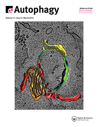 Cover image for Autophagy, Volume 11, Issue 3, 2015