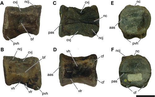Figure 15. NHM-PV R.2980, anterior caudal centrum with putative spinosaurid affinities from the Valanginian–Hauterivian Marfim Formation (Ilhas Group) at beach between Plataforma and Itacaranha (Locality 4). A, right lateral; B, left lateral; C, dorsal; D, ventral; E, anterior; F, posterior views. Anatomical abbreviations: as, anterior articular surface; bf, blind fossa; cvj, costovertebral joint; nc, neural canal; ncj, neurocentral joint; pas, posterior articulation surface; pvh, posteroventral heel; vh, ventral hollow; vlr, ventrolateral ridge. Scale bar = 100 mm.