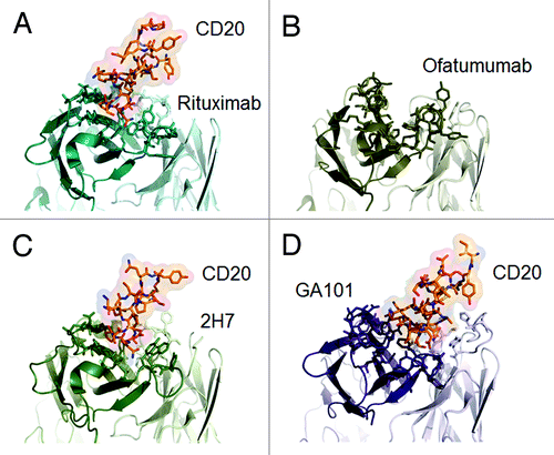 Figure 4. Published crystal structures of CD20 antibodies. A) rituximab-CD20 complex,48 B) ofatumumab (no co-crystal structure is available),50 C) 2H7-CD20 complex,49 and D) GA101-CD20 complex.29 The heavy chain is colored in darker shades, the peptides derived from CD20 are colored in red where appropriate.
