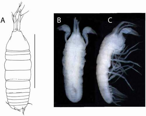 Figure 7. Akanthinotanais rossi sp. nov., holotype female, (a, b), dorsal; (c), lateral. Scale line = 1 mm