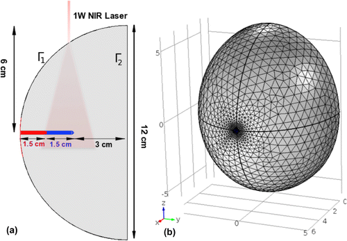 Figure 2. (a) Schematic of the geometry model (with long and short axes diameters of 12 and 6 cm respectively) showing the cross section of the probe inserted in tissue. The laser beam size is not drawn to scale. (b) The meshed model used for FEM modeling.