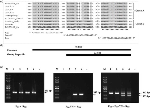 Fig. 5 RT-PCR differentiation of RNA3 belonging to different phylogenetic groups in Potato mop-top virus (PMTV). (a) Alignment of sequences of RNA3 of PMTV for designing primers for detection and differentiation of RNA3 belonging to phylogenetic Group A (KP420028_Wa, CA-Ch10, CA-Ch9, CA-Ch20, Guangdong, AY187010_54–15) and Group B (D30753_Todd, Yunnan and AJ277556_Sw). Primers F459 and R920 are group-non-specific whereas primer F588-YN is group-B specific. (b) Schematic diagram of PCR amplification products for differentiation of PMTV-RNA3 belonging to phylogenetic Groups A and B. Target segments and resulting PCR products are illustrated. (c) RT-PCR assay results for differentiating RNA3 phylogenic groups. Left panel, simplex RT-PCR with primers F459 and R920; central panel, simplex RT-PCR with primers F588-YN and R920; right panel, duplex RT-PCR with F459, F588-YN and R920. Lanes 1–2, PMTV isolate ‘Guangdong’; lanes 3–4: PMTV isolate ‘Yunnan’; lane ‘-’, negative control; lane M = DNA ladder.
