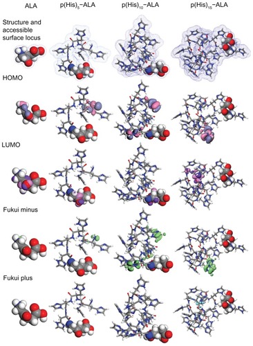 Figure 3 Geometry optimized structure of ALA and ALA-p(His)n, molecular orbital plots as well as Fukui active sites for electrophilic and nucleophilic attack on ALA and ALA-p(His)n molecules.Note: The density functional theory and Fukui indices calculations were performed in the aqueous phase.Abbreviations: ALA, 5-aminolevulinic acid; HOMO, highest occupied molecular orbital; LUMO, lowest occupied molecular orbital.