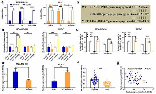 Figure 3. LINC01094 directly targets miR-340-5p in BC cells