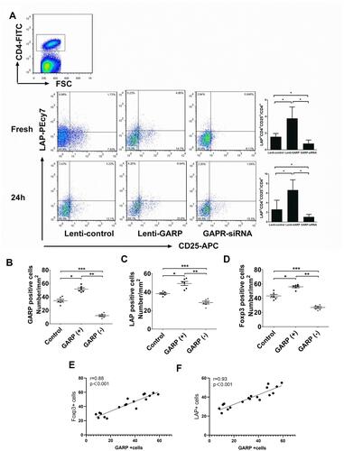 Figure 5 Overexpression of GARP increased the proportion of CD4+CD25+LAP+ T cells in splenic lymphocytes, and the number of LAP+ cells and Foxp3+ cells was positively correlated with GARP+ cells. (A) The proportion of CD4+CD25+LAP+ T cells in splenic lymphocytes was measured and compared among the three groups after modeling and 24 hours after. (B–D) GARP+, LAP+ and Foxp3+ cells in splenic lymphocytes were counted in the three groups. (E and F) Spearman analysis of the association between LAP+ or Foxp3+ with GARP+ cells respectively in all groups. *P<0.05, **P<0.01 and ***P<0.001.