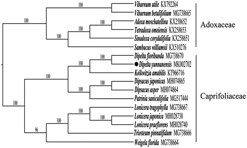 Figure 1. ML phylogenetic tree of 17 species in Dipsacales constructed by the whole chloroplast genomes. Numbers above nodes were the bootstrap values based on 1000 replicates.