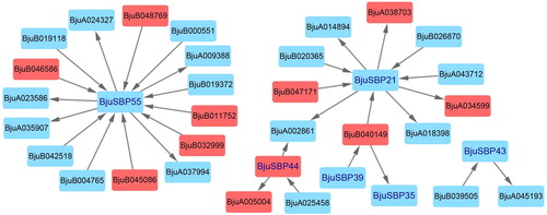 Figure 7. Interaction network of BjuSBP genes in mustard based on the orthologs in Arabidopsis. The up-regulated and down-regulated genes are marked with red and blue blocks, respectively.