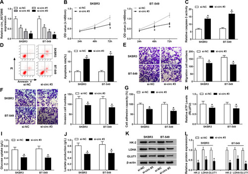 Figure 3 Circ_0072995 knockdown inhibits cell malignant phenotypes and anaerobic glycolysis in breast cancer. SKBR3 and BT-549 cells were transfected with si-circ_0072995 (si-circ#1, si-circ#2, and si-circ#3) or si-NC. (A) qRT-PCR analysis of circ_0072995 expression in SKBR3 and BT-549 cells after transfection. (B) The proliferation analysis of SKBR3 and BT-549 cells using CCK-8 assay. (C) Detection of caspase-3 activity in SKBR3 and BT-549 cells using a colorimetric assay kit. (D) Apoptosis analysis of SKBR3 and BT-549 cells using flow cytometry. (E and F) Analysis of SKBR3 and BT-549 cell migration and invasion with transwell assay (G) The analysis of cell adhesion ability in SKBR3 and BT-549 cells using cell adhesion assay. (H–J) The ATP levels, glucose uptake, and lactate production analyses in SKBR3 and BT-549 using an ATP, glucose, or lactate assay kit, respectively. (K and L) Levels detection of HK-2, LDHA, and GLUT1 protein using Western blot in SKBR3 and BT-549 cells. *P<0.05.