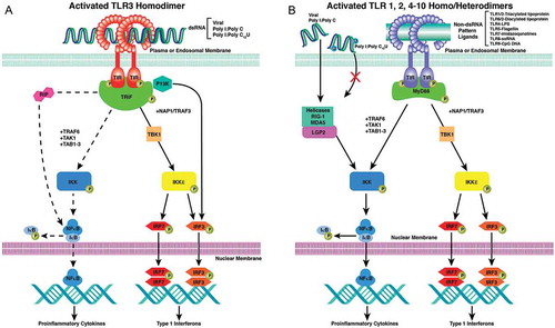 Figure 1. MyD88 dependent and Myd88 independent signaling pathways for the TLRs and helicases. A. Intracellular pathways for MyD88 independent TLR3 nuclear signal transduction initiated by TRIF binding to the TIR of the TLR3 homodimer. TLR3 monomers dimerize with binding of the dsRNA ligand. Activated TRIF initiates two pathways. The first results in the transitory induction of the IFNs. The second is a species variable pathway (rodents ≫primates) that operates though NFκB (dashed line), which transiently induces the production of inflammatory cytokines. The adapter protein cascade initiated by TRIF (TIR-domain-containing adapter-inducing interferon) includes TBK1 (TANK-binding kinase 1 binds to TRAF3), TRAF1/3 (TNF receptor associated factors), NAP1 (Nck-associated protein 1), IKK (IκB kinase), IKKε (inhibitor of IκB kinase), P13K (Phosphoinositide 3-kinase), IRF3/7 (interferon regulatory transcription factors), TAK1 (protein kinase of MLK family), TAB1 (TGF-β activated kinase 1), RIP1 (Receptor-interacting [TNFRSF] kinase 1), NFκB (nuclear factor kappa-light-chain-enhancer of activated B cells), IκB (inhibitor NFkB). The ectodomain of TLR3 consists of a horseshoe shaped structure populated by 23 leucine-rich β-sheets (orange disks) connected by non-ordered chains containing RNA binding residues. The transmembrane a-helices (solid orange) connect the ectodomain to the cytoplasmic TIR domain (dark green). The phosphorylated TIR binds TRIF to initiate the adapter protein cascade. B. Intracellular pathways for MyD88 dependent for TLR 1/2 and 1/6 heterodimers and TLR 4–10 homodimers with the diverse PAMP ligands represented by a green bar is not necessarily as accurate in placement as is dsRNA with TLR3 in 1A. TLR4 uses both the MyD88 dependent and independent pathways. Reproduced from Mitchell WM, et al .Discordant Biological and Toxicological Species Responses to TLR3 Activation. Am J Path 2014; 184: 1062–72.