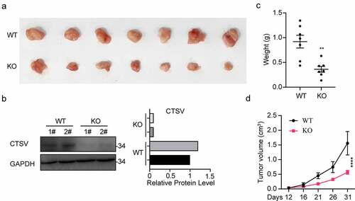 Figure 4. CTSV knockout represses tumorigenesis in vitro. A. CTSV gene inactivation in T24 bladder cancer cell line via CRISPR/Cas9 mediated somatic cell knockout method. The expression of CTSV protein in wild-type and knockout cells was determined by immunoblotting. B. Colony formation assay performed in wild-type cells and targeted knockout CTSV cells and the quantification of their colony numbers. C. Cell growth curve assay performed in wild-type cells and targeted knockout CTSV cells. The relative cell number was measured at 450 nm by the CCK8 method on the indicated days. Error bars and mean ± SD obtained from three replicates. Statistical significance was determined by Student’s t-test or one-way ANOVA, **, p < 0.05, **, p < 0.01.