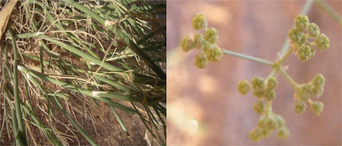 Figure 1. Pituranthos chloranthus.