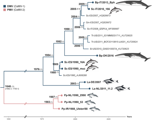 Fig. 2 Bayesian phylogenetic analysis of full-length CeMVs excluding L sequences. Most common recent ancestor ages are presented at the nodes with posterior values > 0.7 shown in parenthesis. New CeMV genomes generated during this study are presented with circles at the tips. Branches were truncated for graphical reasons. The taxon names are presented as host-country/year of collection_variant_GenBank accession number. Branch colors represent virus strains. New CeMV variants and GenBank accession numbers Bph (MH430938), 156 (MH430937), DK/16 (MH430939), 16A (MH430934), muc (MH430935), DE/2007 (MH430940), NL/11.2 (MH430941), 2990 (MH430945), 53 (MH430943), and Ulster/88 (MH430942). Bp Balaenoptera physalus, La Lagenorhynchus albirostris, Pp Phocoena phocoena, Sc Stenella coeruleoalba, Sl Stenella longirostris, and Tt Tursiops truncatus