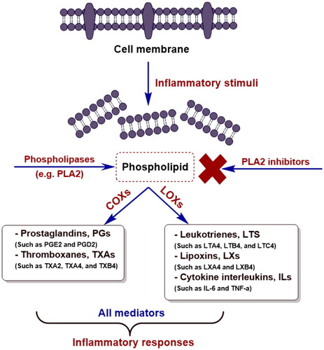 Figure 1. Inflammatory cascade includes the role of phospholipase A2 (PLA2) and targeting its inhibition by PLA2 inhibitors.