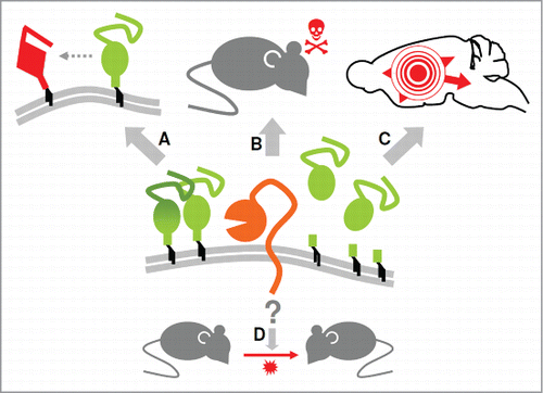 Figure 1. ADAM10 influences several aspects of prion diseases. As revealed by our recent study using ADAM10 cKO mice (as a model for depleted neuronal shedding of PrP) and Tga20 mice (as a model for efficient PrP shedding) the sheddase ADAM10 controls membrane levels and production of anchorless PrP (center) and, by doing so, seems to influence PrPSc formation (A) as well as neurotoxicity and incubation times (B). Moreover, spread of prion-associated pathology throughout the brain appeared to be affected (C). In contrast, our study did not indicate involvement of the protease in the production of infectious prions and thus on transmissibility (D). Details are discussed in the main text.