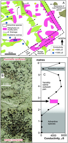 Figure 9. Halophytes on outwash pans and other post-mining disturbed ground at Springvale site. A, Enlarged view of a portion of site map in Figure 5, showing the relationships between Bannockburn Formation outcrops and pans with halophytes. B, View of halophyte clusters on a flat outwash pan. C, Conductivity transect from adventive vegetation at the margin of pan in B across the saline pan.