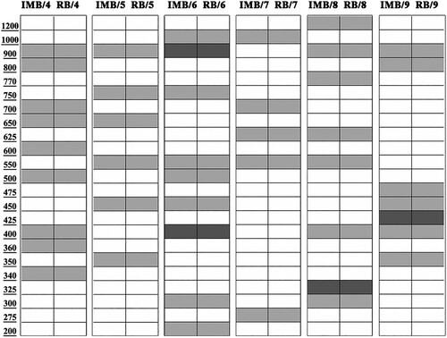 Figure 1. Representative banding pattern of RAPD-PCR products in IMB and RB: white no band; light gray homogeneous band; dark gray polymorphic band.