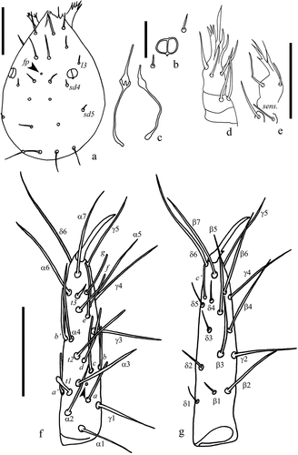 Figure 5. Acerentulus panamensis sp. nov. (a) head in dorsal view; (b) pseudoculus; (c) maxillary glands; (d) maxillary palp; (e) labial palp (sensillum is marked); (f) foretarsus, dorsal view; (g) foretarsus, ventral view. Scale bars: (a, f, g) 50 µm, (b‒e) 20 µm. Figures (f, g): holotype. Figures (a‒e): paratype. Abbreviations of setae names: l = lateral, sd = subdorsal. Abbreviations of pore names: fp = frontal pore.