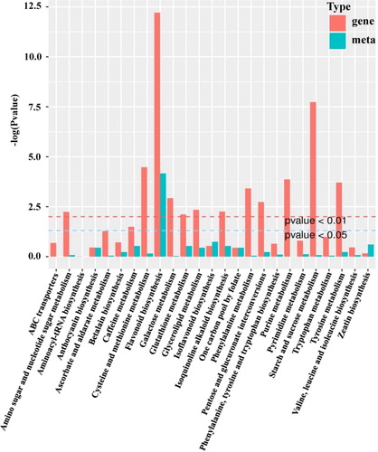 Figure 4. Kyoto Encyclopedia of Genes and Genomes (KEGG) enrichment histogram of conjoint analysis of differentially expressed genes and accumulated metabolites. The X-axis represents the metabolic pathways; the Y-axis represents the expression as –log (p value). The red columns represent the enrichment p values of differentially expressed genes, and the green columns represent the enrichment p values of different metabolites.
