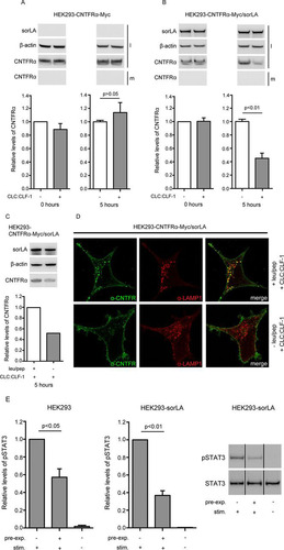 FIG 7 sorLA mediates CLC:CLF-1-dependent downregulation of CNTFRα. (A and B) HEK293 single transfectants expressing CNTFRα-Myc (A) and double transfectants expressing both CNTFRα-Myc and sorLA (B) were incubated in the absence (−) or presence (+) of 10 nM CLC:CLF-1. Incubation was stopped (time zero or after 5 h), and the content of CNTFRα-Myc found in the medium (m) and in cell lysates (l) was detected by Western blotting and quantified by densitometry of specific bands. Upper panels show Western blot results from a typical experiment. Lower panels show the detected levels of CNTFRα-Myc found in cell lysates. The levels are shown relative to the CNTFRα-Myc level in single transfectants at time zero. Data represent means ± SEMs of three experiments. (C) Western blotting and quantitation of CNTFRα in cells subjected or not to lysosomal inhibitors prior to incubation (5 h) with CLC:CLF-1. (D) Immunofluorescence showing accumulation of CNTFRα in LAMP-1-positive vesicles of cells treated with lysosomal inhibitors. (E) HEK293 cells were preincubated in the absence or presence of 10 nM CLC:CLF-1 for 5 h (pre-exp.), washed, starved in unsupplemented medium for 1.5 h, and finally restimulated (stim.) with 5 nM CLC:CLF-1, as indicated, for 15 min. The columns show the relative levels of pSTAT3 in wt HEK293 cells and in sorLA transfectants. Data represent means ± SEMs (n = 3) relative to the pSTAT3 level in cells preincubated in the absence of CLC:CLF-1 but restimulated with CLC:CLF-1. The right panel shows a Western blot of the response (pSTAT3) obtained in an experiment with cells overexpressing sorLA.