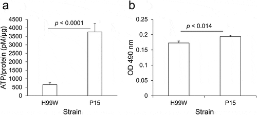 Figure 5. ATP production and metabolism is increased in strain P15 compared to H99W. (a) P15 makes more ATP than the pre-passage H99W parent strain. The graph is representative of three independent experiments. Error bars represent the standard deviation of the mean. (b) P15 has an increased metabolic rate compared to H99W, as measured by XTT reduction assay, in minimal media. The graph is representative of three independent experiments. Error bars represent the standard error of the mean