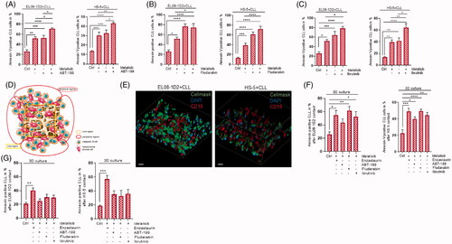 Figure 5. Idelalisib treatment combined with PKCβ inhibition can overcome stromal-mediated drug resistance in 3D cell culture. Apoptotic CLL cells were quantified by Annexin-V/PI staining after contact to EL08-1D2 and HS-5 cells (Ctrl) for 5 d with 24 h exposure to (A) Idelalisib (5 µM) ± ABT-199 (10 nM) (B) Idelalisib (5 µM) ± Fludarabine (40 µg/ml), (C) Idelalisib (5 µM) ± Ibrutinib (10 µM) in a standard 2D cell culture (n = 6). (D) Illustration of the scaffold-based 3D-model consisting of stromal cells and malignant B-cells with the core region and the peripheral regions. (E) CLL cell survival was measured using Annexin-V/PI staining after coculture in 3D cell culture conditions and 24 h inhibitor exposure to Idelalisib (5 µM) ± Enzastaurin (5 µM), ± ABT-199 (10 nM), ± Fludarabine (40 µg/ml) and ± Ibrutinib (10 µM). CLL cells were in direct contact to stromal cells (EL08-1D2, left panel; HS-5, right panel) and isolated from the peripheral regions of the scaffold (n = 6). (F) Using confocal laser microscopy, the distribution of the stromal cells in the different regions of the scaffold was determined. Serial sections EL08-1D2 (left panel) and HS-5 stromal cells (right panel) in coculture with CLL cells were stained for CD19 (red) and CellMask plasma membrane stain (green). Nuclei were stained with DAPI (blue) (n = 3). Scale bars: 100 μm. Z-stacks of stained 3D cultures were imaged by a confocal spinning disk microscope with an axial distance of 270 nm and reconstructed for 3D visualization. (G) CLL cell survival was measured using Annexin-V/PI staining after coculture in 3D cell culture conditions and 24 h inhibitor exposure to Idelalisib (5 µM) ± Enzastaurin (5 µM), ± ABT-199 (10 nM), ± Fludarabine (40 µg/ml) and ± Ibrutinib (10 µM). CLL cells were isolated after 5 d of coculture in direct contact to stromal cells (EL08-1D2, left panel; HS-5, right panel) from the core region of the scaffold (n = 6). Bars indicate the standard error of the mean. *p < 0.05; **p < 0.01; ***p < 0.001; ****p < 0.0001. Abbreviations: CLL: chronic lymphocytic leukemia cells; Ctrl: control CLL cells with stromal contact without treatment; p: p-value.