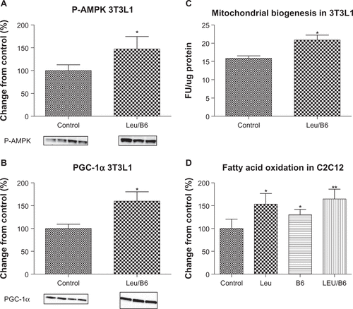 Figure S1 Effects of leucine-B6 combination on AMPK, PGC-1α, mitochondrial mass, and fatty acid oxidation. Differentiated adipocytes and C2C12 muscle cells were treated with the treatments indicated for 24 hours. (A) Phospho (Thr 172)-AMPK and (B) PGC-1α protein expression was detected by Western blot and quantitatively analyzed. (C) Mitochondrial mass was measured by fluorescence (485 nm excitation and 520 nm emission) using the fluorophore, nonyl acridine orange (Life Technologies, Grand Island, NY, USA). (D) Oxygen consumption rate was measured after injection of 200 μM palmitate, indicating fatty acid oxidation. Data are represented as the mean ± standard error of the mean (A–C) or mean ± standard deviation (D) (n = 6).