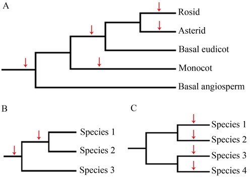 Figure 1. Schematic representation of horizontal gene transfer (HGT) determination. (A) Potential HGT events that occurred in specific angiosperm lineages. (B) Potential HGT events that occurred in more than two species. (C) Potential HGT events that occurred in specific single species. Arrow indicates gene transfer to a specific lineage or species.