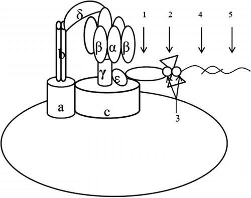 Figure 1. The structure of F0F1-ATPase molecular motor biosensor. F0F1-ATPase molecular motor biosensor was synthesized by ε-subunit antibody–biotin–streptavidin–biotin–AC5-Sulfo-Osu system. Based on the sequence-specific interaction between probe and DNA, the single-strand target DNA is captured specifically by the F0F1-ATPase molecular motor biosensor. 1, ε-subunit antibody; 2, Streptavidin; 3, biotin; 4, probe; 5, target DNA.